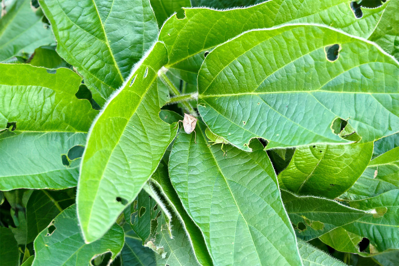 stink bug on soybean